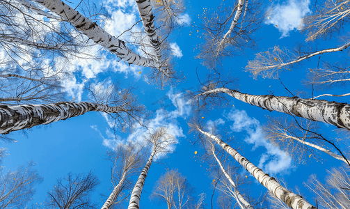 蓝天背景上没有叶子的长而高的白桦树