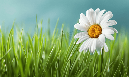 一片草地上一朵白色雏菊的特写