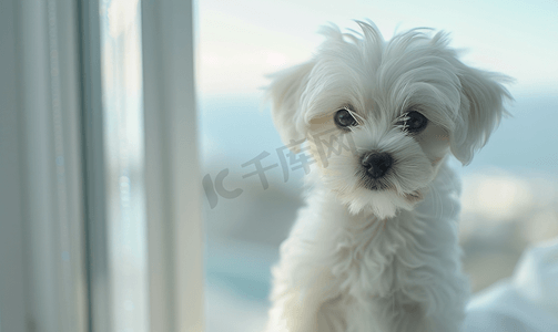窗户背景上可爱的小白小狗的肖像