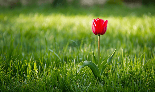 绿草背景上一朵红色郁金香的宏阳光明媚的日子里的一朵花