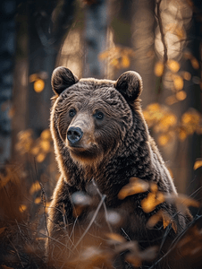 棕熊摄影照片_森林里棕熊的肖像近距离