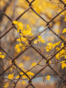 背景中散焦的旧生锈铁网围栏上面有黄树