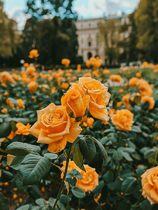 奥地利维也纳美泉宫附近的金黄色玫瑰