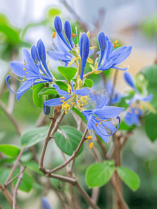 床卡通矢量图标摄影照片_蓝色金银花开花忍冬在春天的花园里绽放