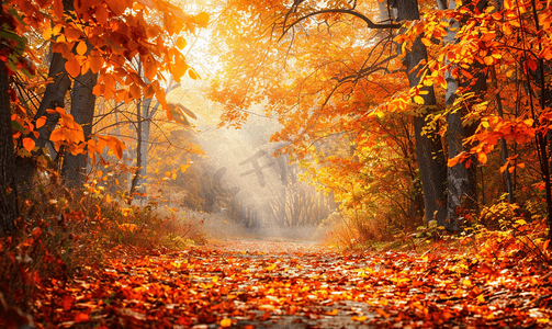 秋天的森林美景