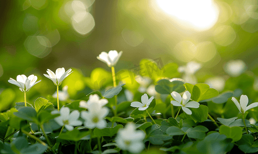 环保三叶草摄影照片_酢浆草开花在春天森林酢浆草爱尔兰三叶草在阳光下