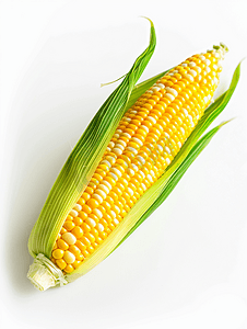 白色背景下分离的新鲜甜玉米