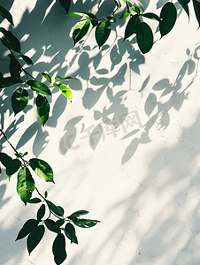 树木纹理背景摄影照片_抽象天然树在白墙背景上留下阴影