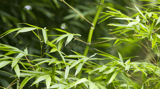 绿色简约清新竹子竹林风景树叶的背景