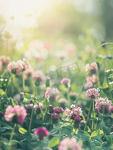 春天中摄影照片_草地上的三叶草田绿色和粉红色的花草甸大自然中的植物