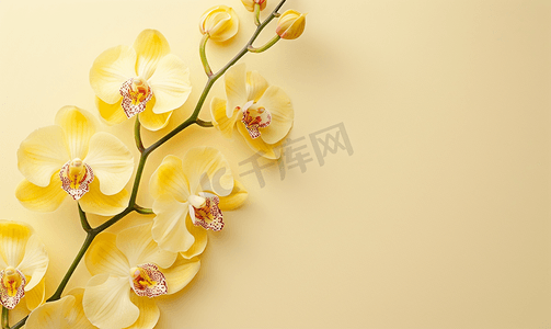 花朵平铺在米色背景黄色兰花边框复制空间上