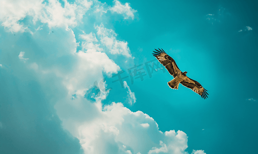 动物老鹰摄影照片_鹰在蓝天上高高飞翔