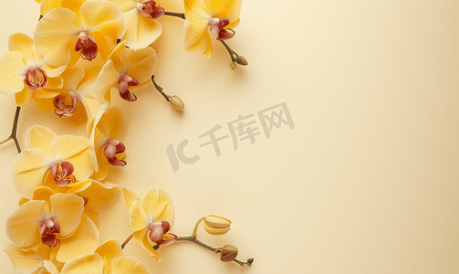 边框上摄影照片_花朵平铺在米色背景黄色兰花边框复制空间上