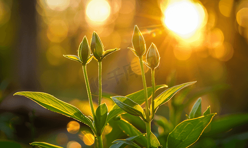 清新明亮的背景摄影照片_森林日落灯光下植物上阿纳加利斯芽的照片