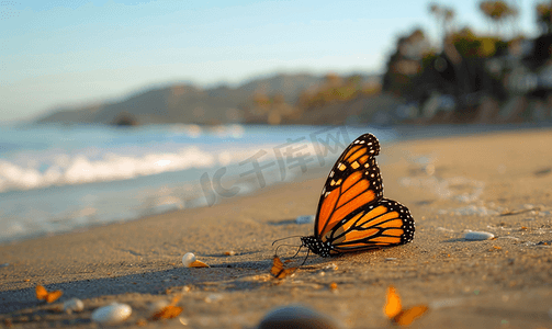 卡海滩摄影照片_圣巴巴拉蝴蝶海滩