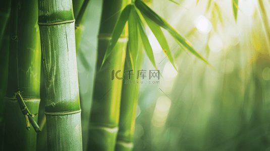 宜宾竹林背景图片_绿色简约清新竹子竹林风景树叶的背景