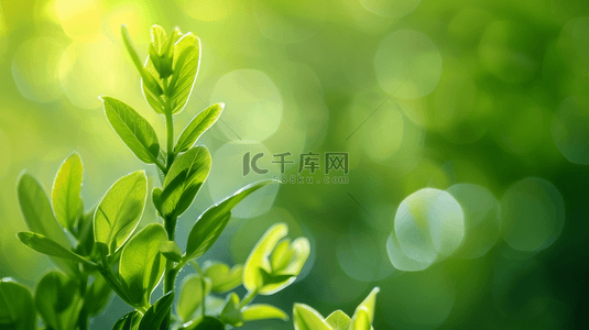 绿色的小树叶背景图片_阳光照射下绿色树叶花朵的背景