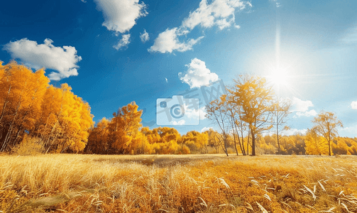 秋季草地摄影照片_阳光明媚的秋季草地和边缘的黄色森林