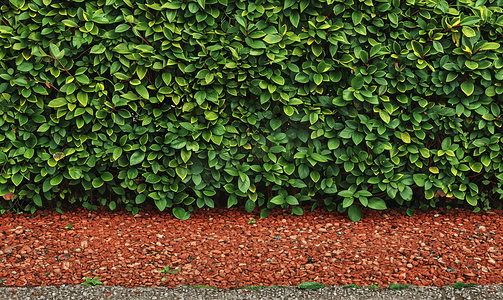 方形几何边框摄影照片_用红色花岗岩片与干草坪隔开的方形绿色树篱切割围栏