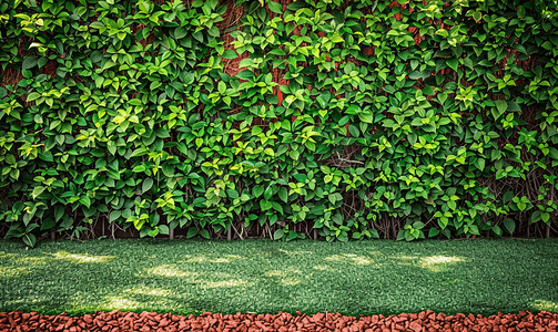 设计方形摄影照片_用红色花岗岩片与干草坪隔开的方形绿色树篱切割围栏