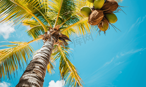 墨西哥热带天然棕榈树椰子蓝天