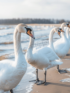 波罗的海附近海滩上的白疣鼻天鹅群