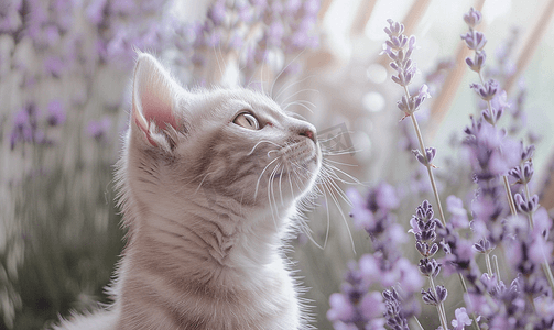 猫和薰衣草花背景