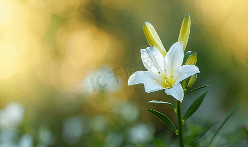 小两周百合白花