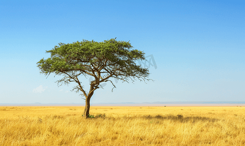 非洲大草原上的一棵金合欢树提供了一些阴凉