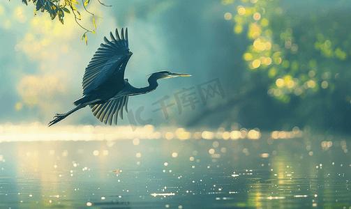 大黑水鸟苍鹭鹳飞静水普吉岛泰国