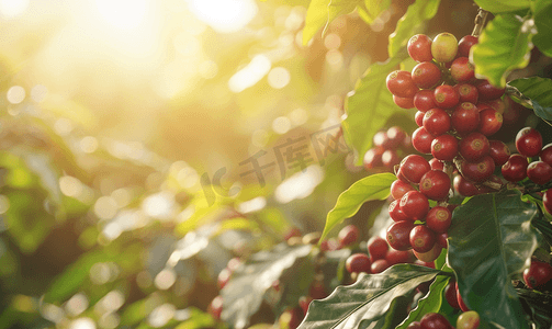 咖啡原料摄影照片_树枝上的新鲜咖啡豆
