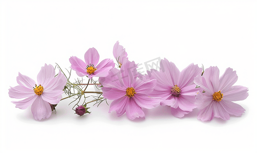 波斯菊花或墨西哥紫菀花