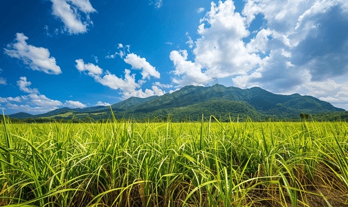 夏季生长摄影照片_有山和蓝天的甘蔗田