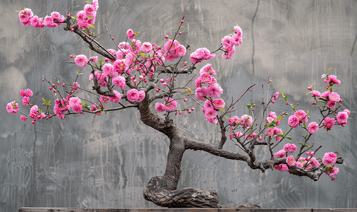 新品上摄影照片_春天桃树上盛开的粉红色花朵