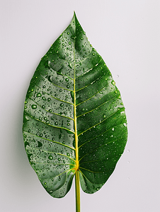 科罗莫叶上的水滴非常大尺寸的叶子墨西哥