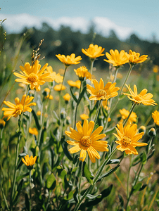 花园里盛开的黄色山金车蒙大拿州花