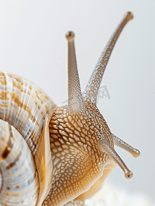 孤立在白色背景上的大螺旋蜗牛