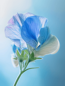 蝴蝶人logo摄影照片_花园中蓝色蝴蝶豌豆花的特写