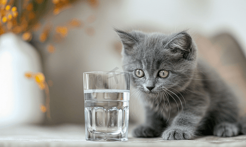 灰色玻璃摄影照片_迷人的灰色蓬松纯种英国小猫一杯