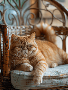 一只美丽的红色异国短毛猫躺在家椅上