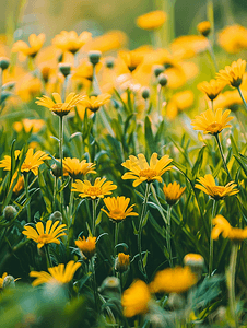 大红色的花摄影照片_花园里盛开的黄色山金车蒙大拿州花