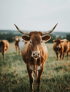 宾夕法尼亚州兰开斯特县的农场饲养着长角牛
