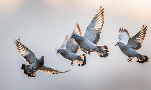 逆风飞翔摄影照片_鸽子在灰色天空的背景下飞翔三只鸟飞翔飞行中的动物