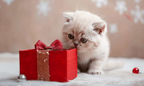 件件有惊喜摄影照片_异国情调的短毛波斯小猫打开一个红色盒子里面装着礼物
