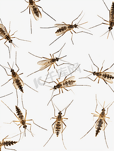 寄生虫蚊子摄影照片_白色背景上孤立的蚊子