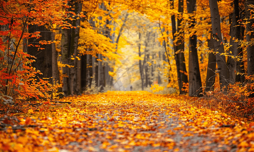 一条被秋叶树环绕的小径的令人惊叹的照片