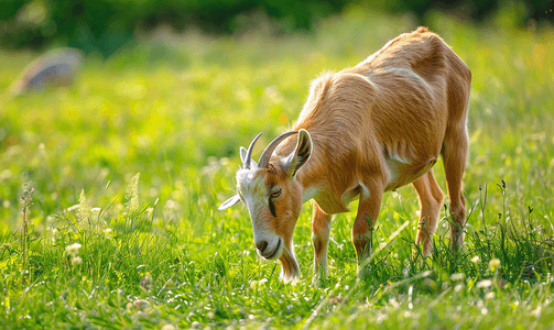 美丽而快乐的山羊在绿色平原上吃草