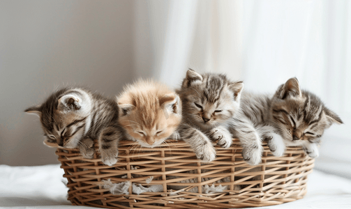四只英国小猫坐在柳条篮里一只小猫正在睡觉