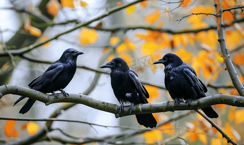三只乌鸦坐在树枝上
