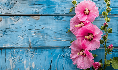 蓝色木板背景摄影照片_蓝色木板背景下美丽的粉红蜀葵花